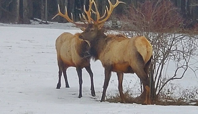 Cozy House, Sleeps 14 and 12 miles to the visitor center in Benezette, PA