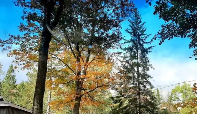 Cozy private cabin in stunning Dorset. 2 min to swim/hike/snowmobile/skate/ski!,
