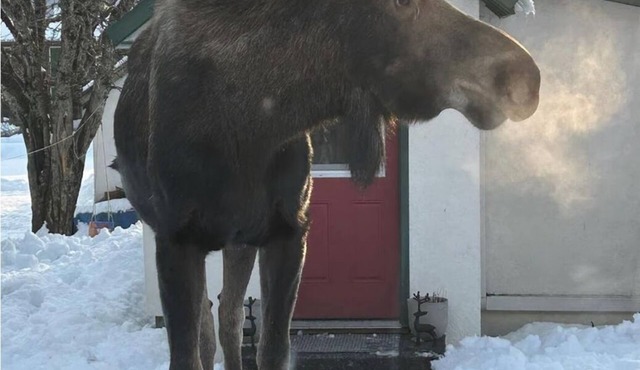 Cozy Seward Cottage: Amazing Location in the middle of town. Pet-Friendly!