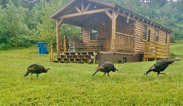 Cozy Studio Cabin Surrounded by Nature for a Peaceful Getaway near Gallipolis, Ohio