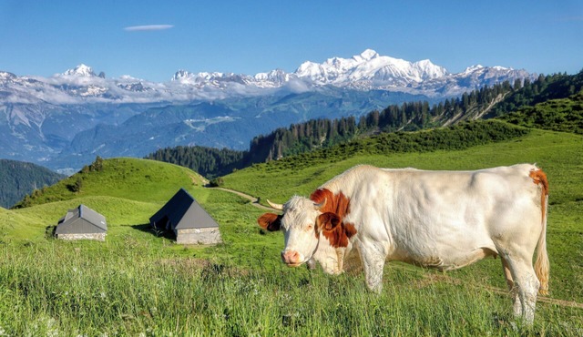 ⛰🌱 Cozy Studio in Praz-de-Lys – Mont Blanc View and Private Pool 🌞