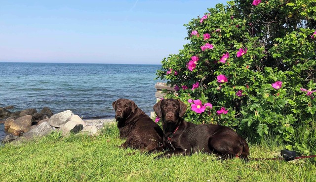 Cozy summer house close to the water.