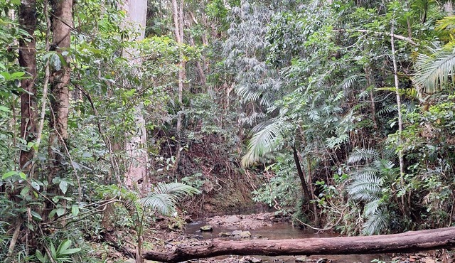 creek, beach, cassowarys, acreage, rainforest, swimming holes,pool table,parrots