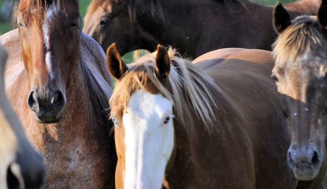 Creek-side Cabin Nestled on Horse Farm, Relax, Pet Horses, & Pet Friendly