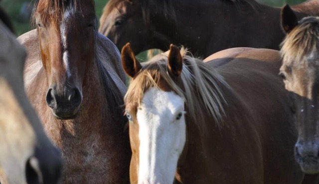 Creekside Cabin B Staycation on Horse Farm