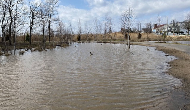 Crescent beach walk distance to everything!