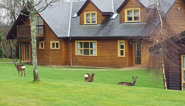 Culzean Diamond Lodge with hot tub and sauna