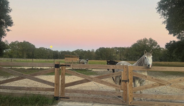 Cute cottage on 85-Acre horse farm