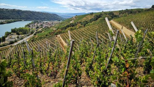 Dépendance cocooning bon standing Ampuis