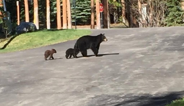 DAILY WILDLIFE - MOOSE, BEAR, DEER, RACCOON, PORCUPINE - 3BR/3BA SKI IN/SKI OUT
