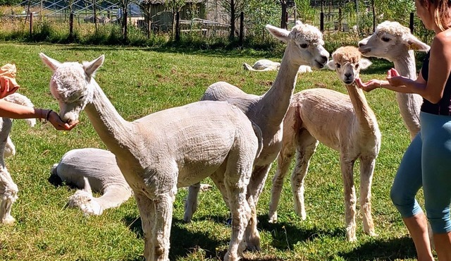 Dartmoor Double Decker bus on an Alpaca Farm sleeps 8