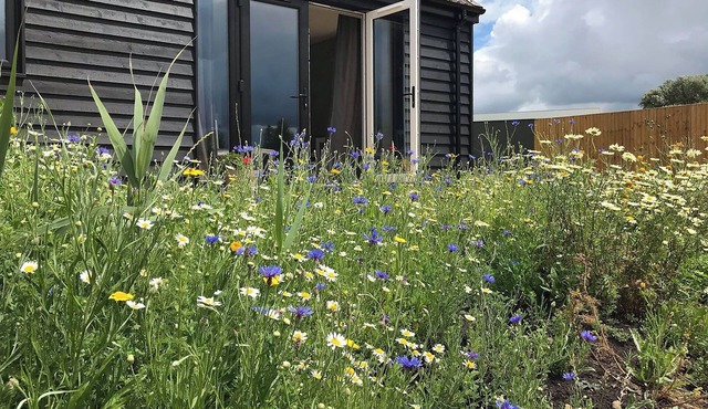 Deer Lodge - UKC4325