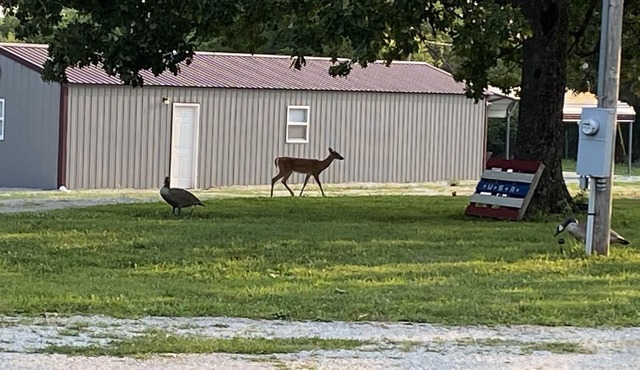 Deer Run Retreat Great fishing cabin!