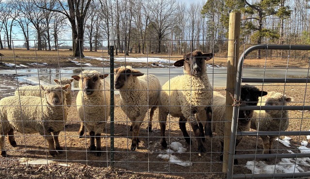 Delightful 2 bedroom country farm stay - pet friendly!