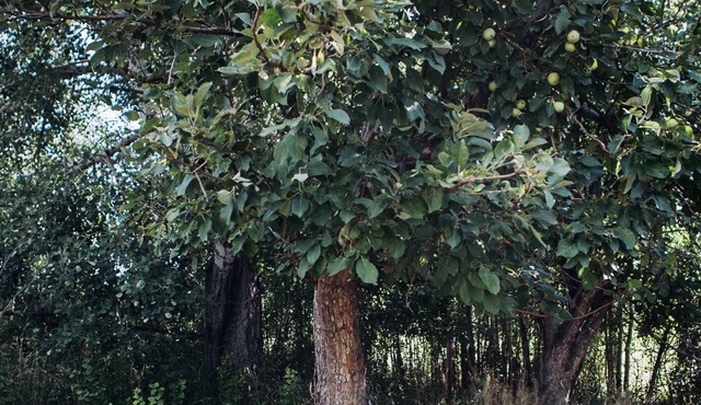 Delightful Cottage near Virginia City - Inspired Get-Away with Artist Studio