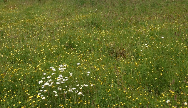 Delightful farmhouse near Lake Guerlédan
