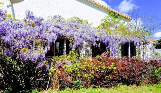 Detached house in beautiful property surrounded by vineyards, large swimming pool