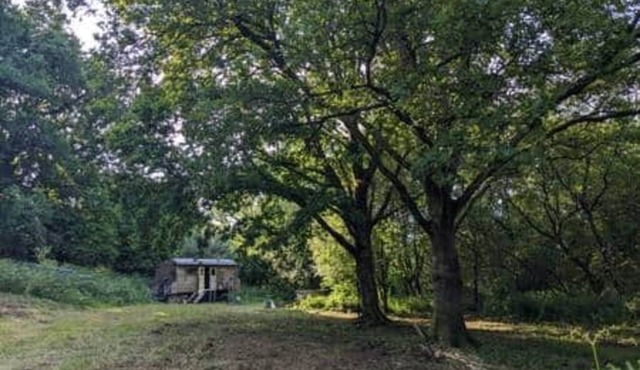 Dingle Glenn secluded woodland cabin