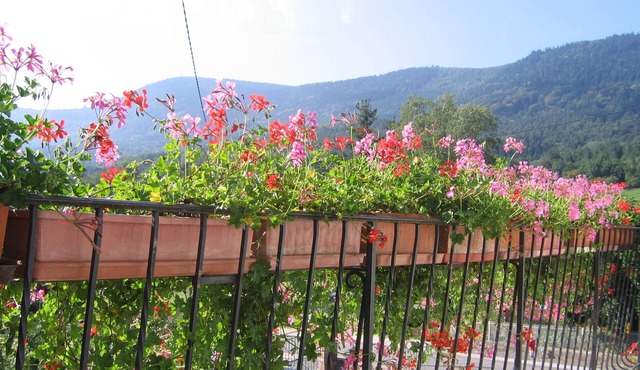 discover the Floralies in the heart of Val de Villé