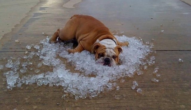 Does your dog need a vacation? We are people and pet friendly!