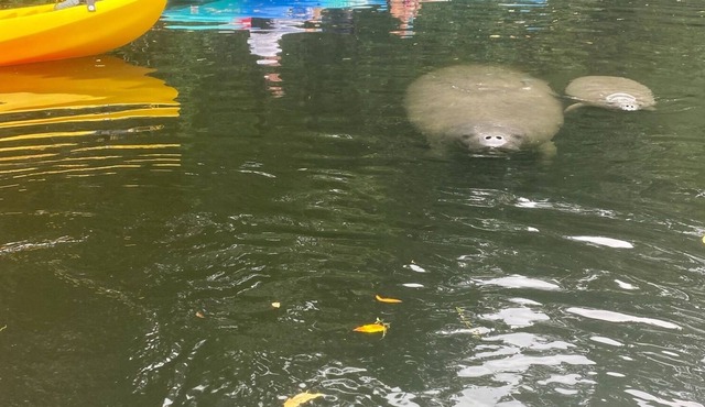 DOG Friendly! Boat slip/Kayaks, fishing on canal, manatees#Chazz#Zeke'sRetreat