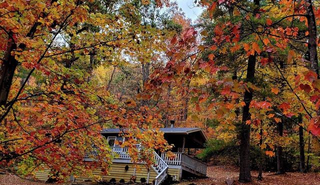 Dog friendly cabin. Peaceful nature getaway.