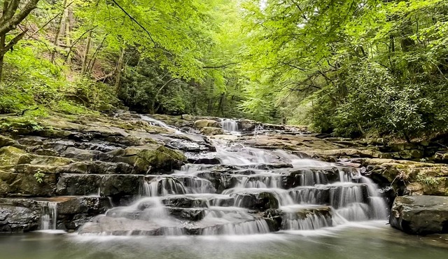 Dog-friendly cabin with direct access to public game lands, full kitchen, & W/D