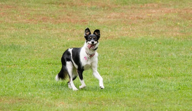 Dog friendly hideaway in Bucks County near River