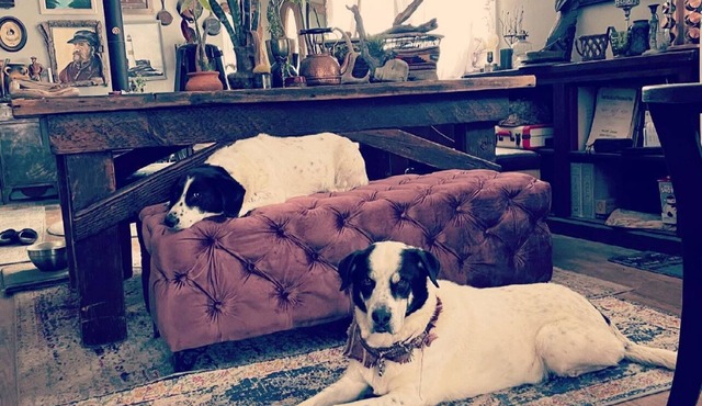 Dog Heaven/Unique mountain home for artists, creators or tech start ups.
