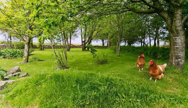 Dog House - a dog that sleeps 2 guests in 1 bedroom