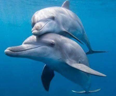 Dolphin Beach Get Away