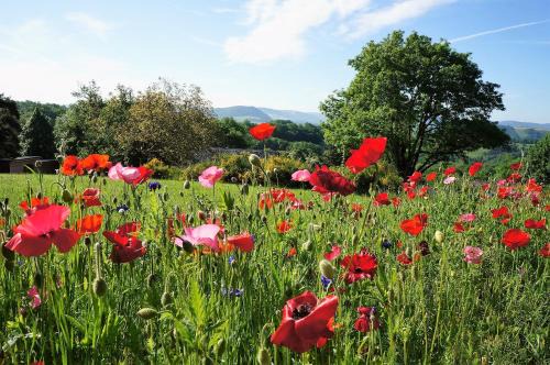 Domaine des Marequiers Le Gite Asphodèle