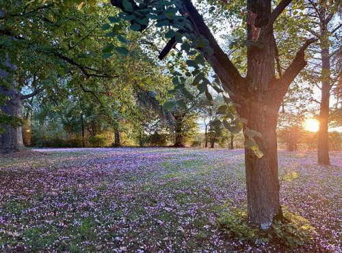 Domaine du Cèdre Eternel