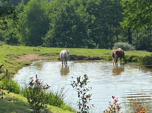 Domaine De Domingeal Meublé de Tourisme 3 étoiles
