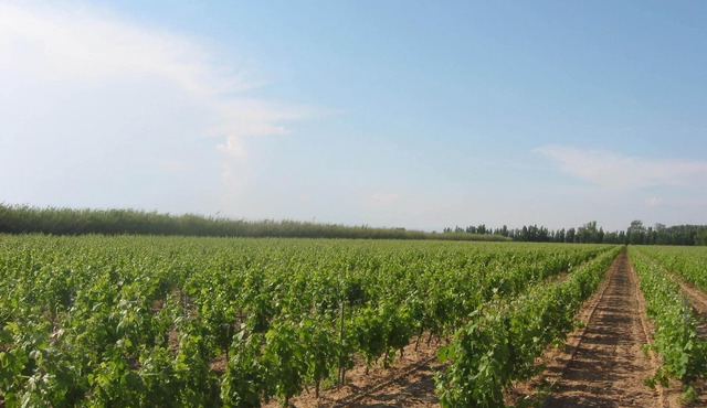 Domaine La Yole Wine Resort