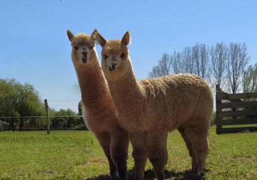 Domaine Ramonjavel, glamping & alpaca's