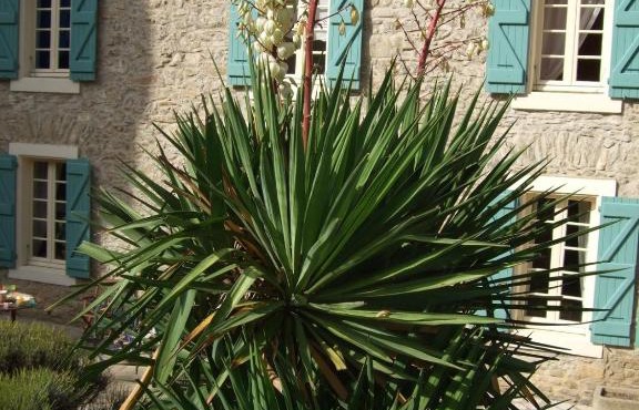 Domaine Saint Andrieu