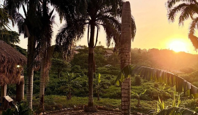 Dominican Jungle Resort