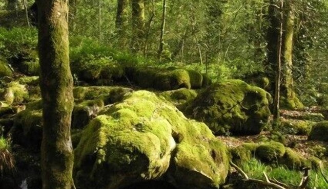 Donkeys of Vassivière in Peyrat-le-Château
