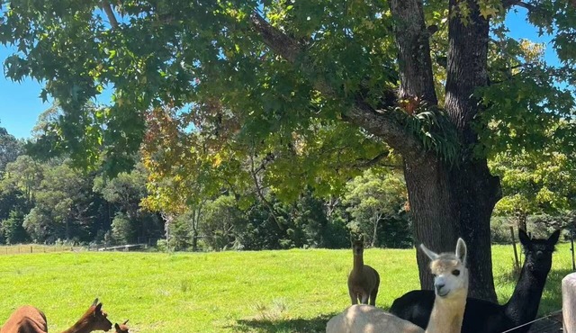 Dorrigo 7 Bed 4 Bath Farm Stay — Alpacas Getaway