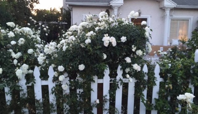 dreamy white Venice house with airy whimsical charm