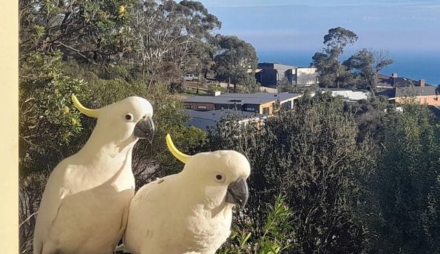 Dromana stay for couples.n(Max 2 people, Max 2-3 night stay)n