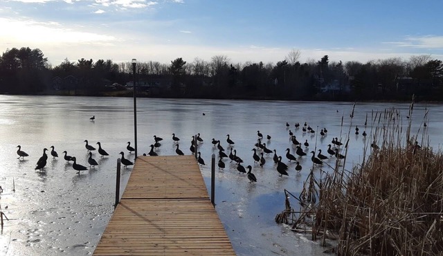 Duck Chalet