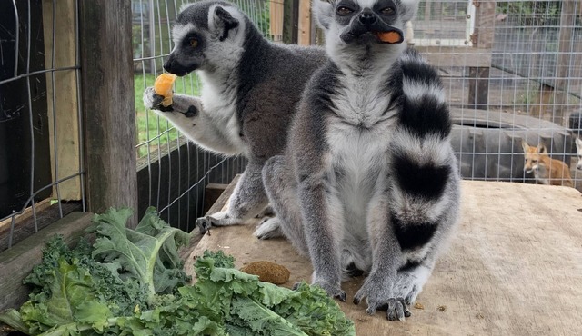 Duck Haven - Wildlife Sanctuary - 5 miles to I75