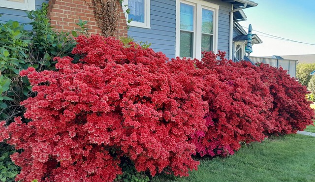 EASTERN SHORE Maryland -2 minute walk to beach; Quintessential beach home