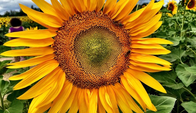 ecologite Fleur de sureau à la campagne
