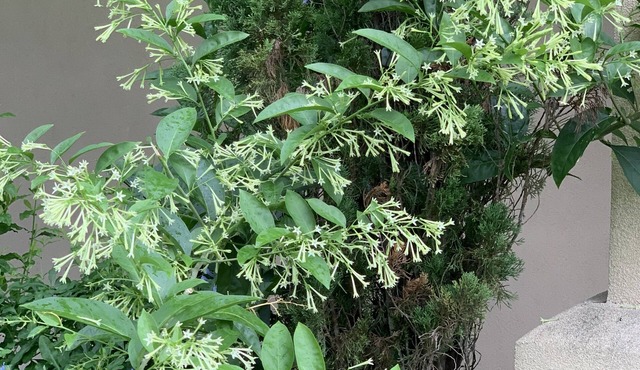 Econo Lodge Monticello