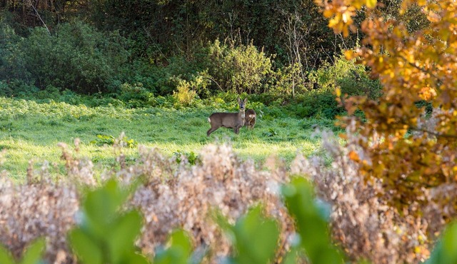Eider- Floating Lodge with Hot Tub