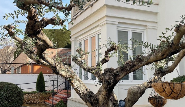 El jardí de l'avet