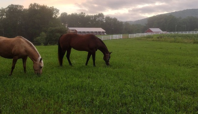 Elegant Country Retreat on Gorgeous Horse Farm, 10 min from Cooperstown! Rm #2